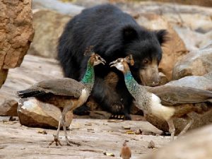 Медведь губач и птицы